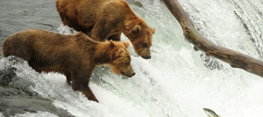 Brown Bears fishing for salmon at Kamai National Park in Alaska