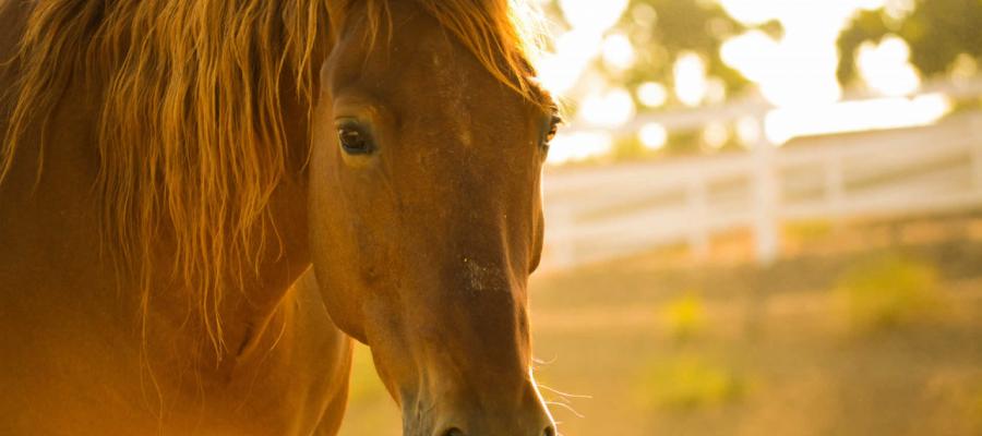 Hello, horse!