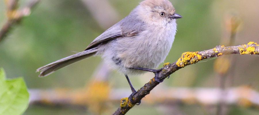 Bushtit - Great Backyard Bird Count 2022