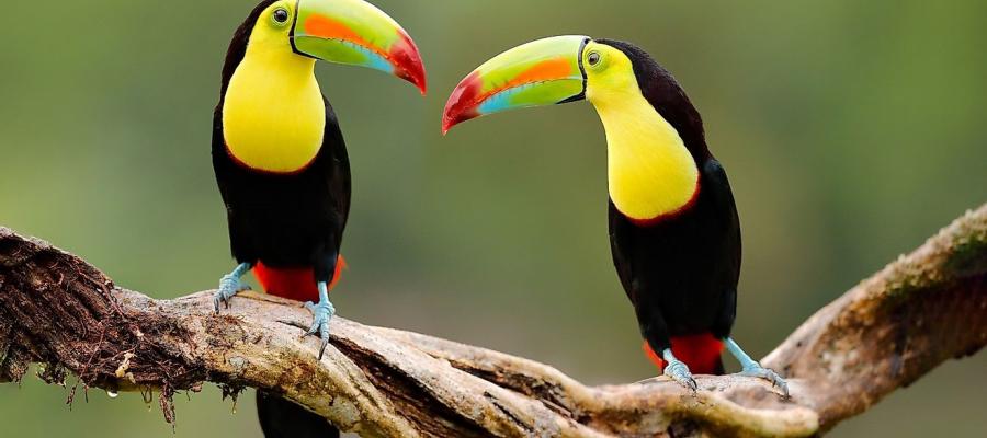 Pair of Toucans