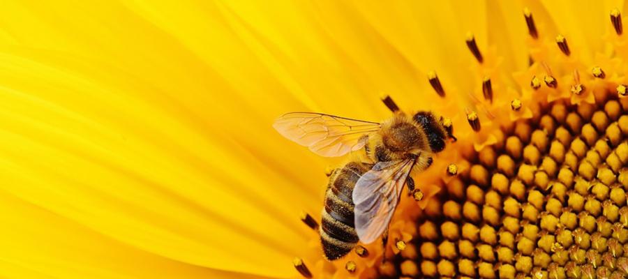 Happy World Bee Day!