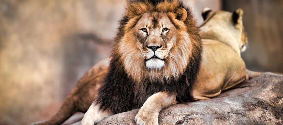 Relaxing on World Lion Day