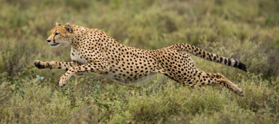 Running cheetah