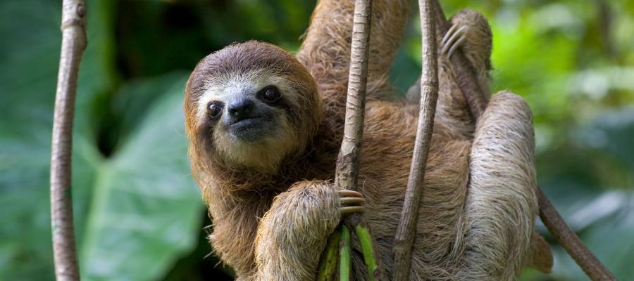 Such a cute sloth!