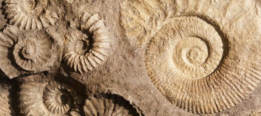 Shell Fossils