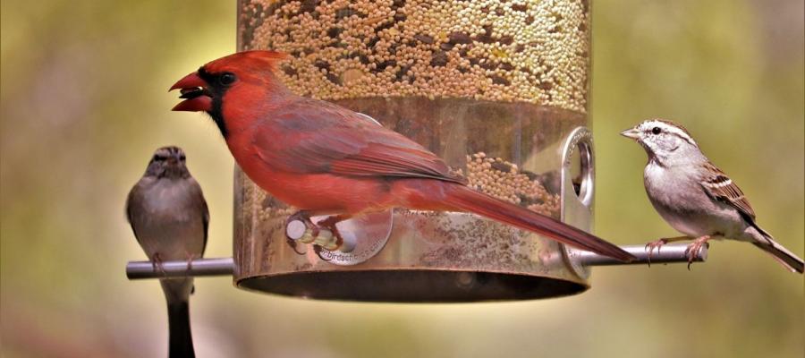 Bird Feeder Meet and Greet