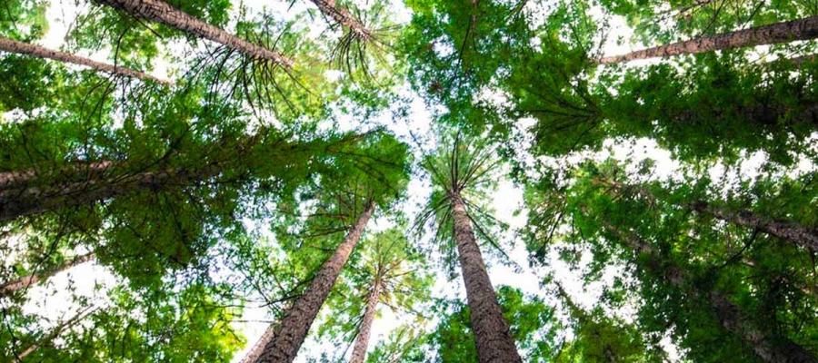 Look up from your book as you read beneath the trees this Arbor Day!