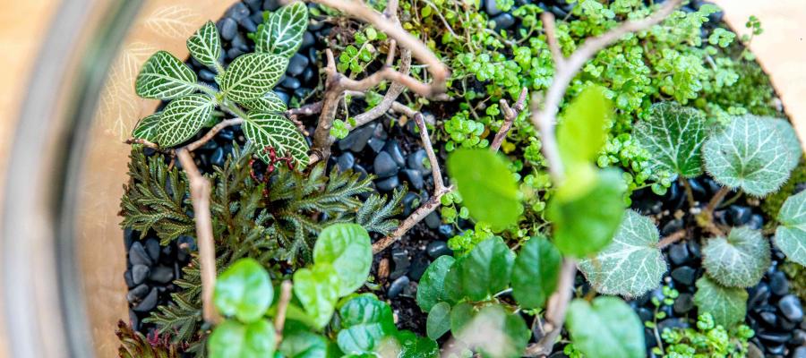 Terrarium Close-Up